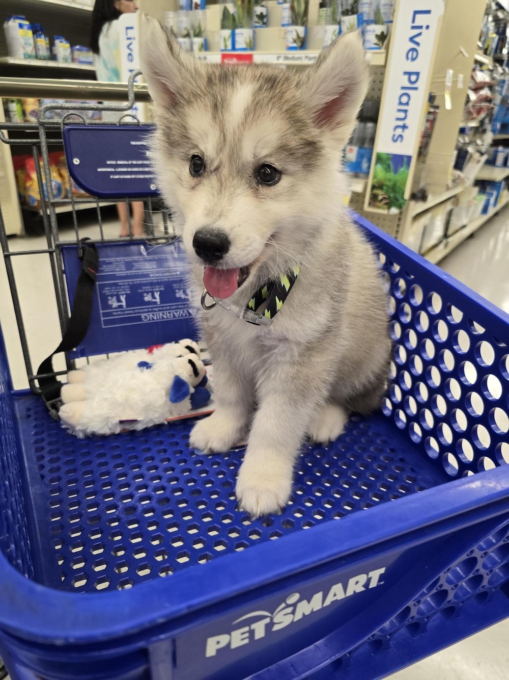 Fenrir